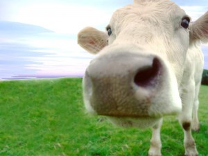 vaca-parapente vaca parapente paramotor